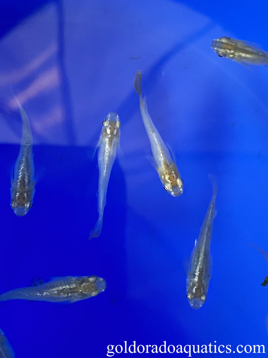 An image of a shoal of gray and yellow Japanese rice fish.