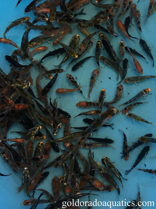 Image of assorted baby koi fish.