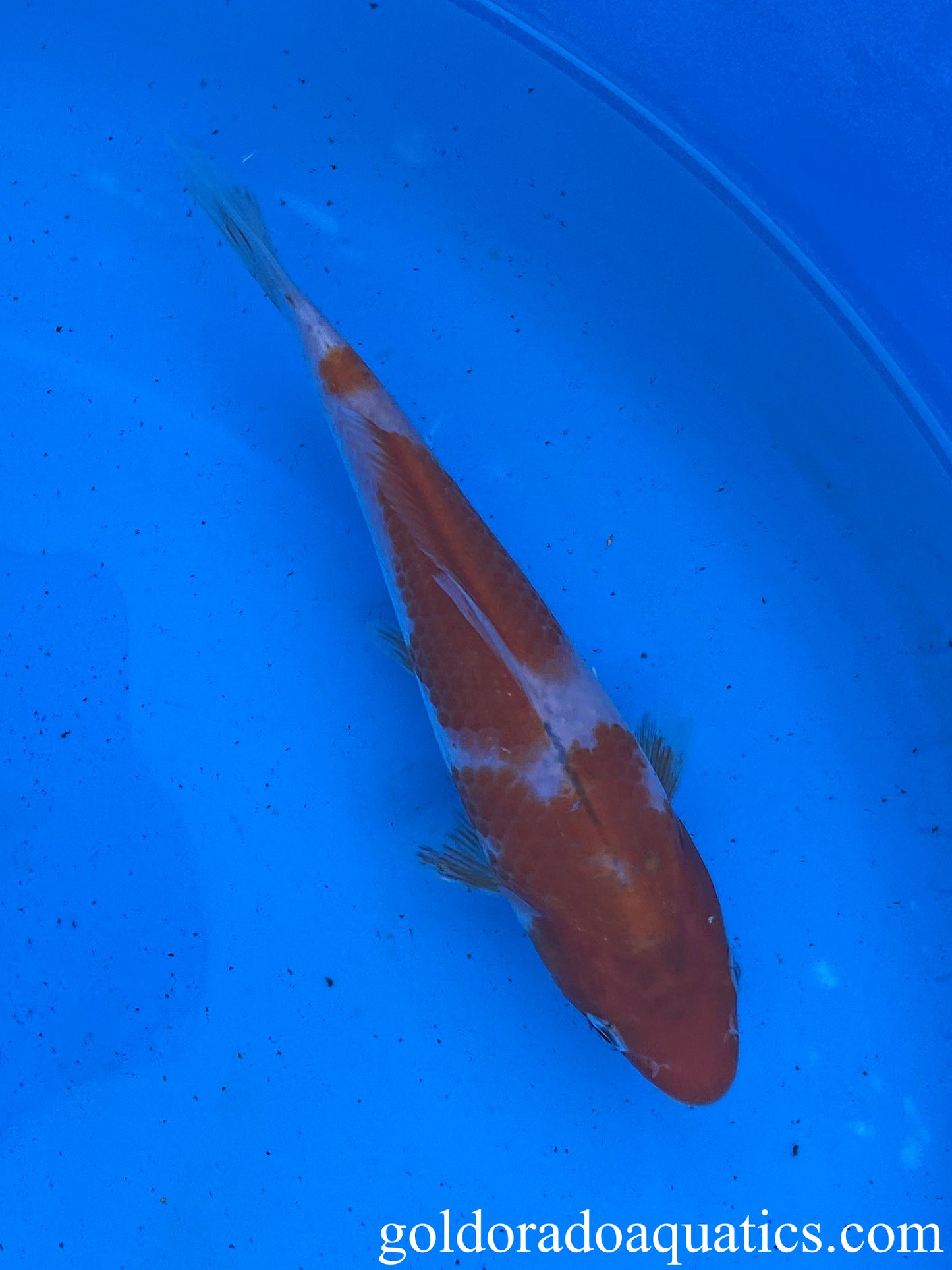 Image of a Goshiki koi fish. A grayish colored fish with red patterns across its body.