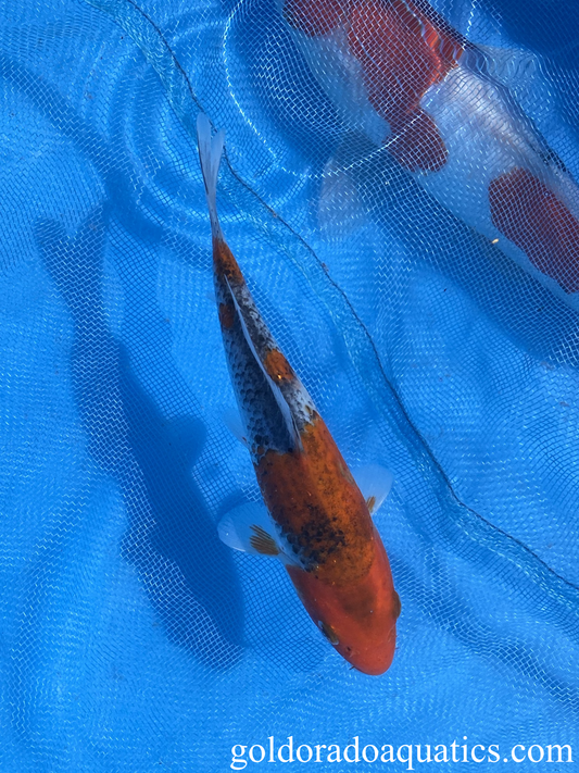 Goshiki Nishikigoi Koi Fish