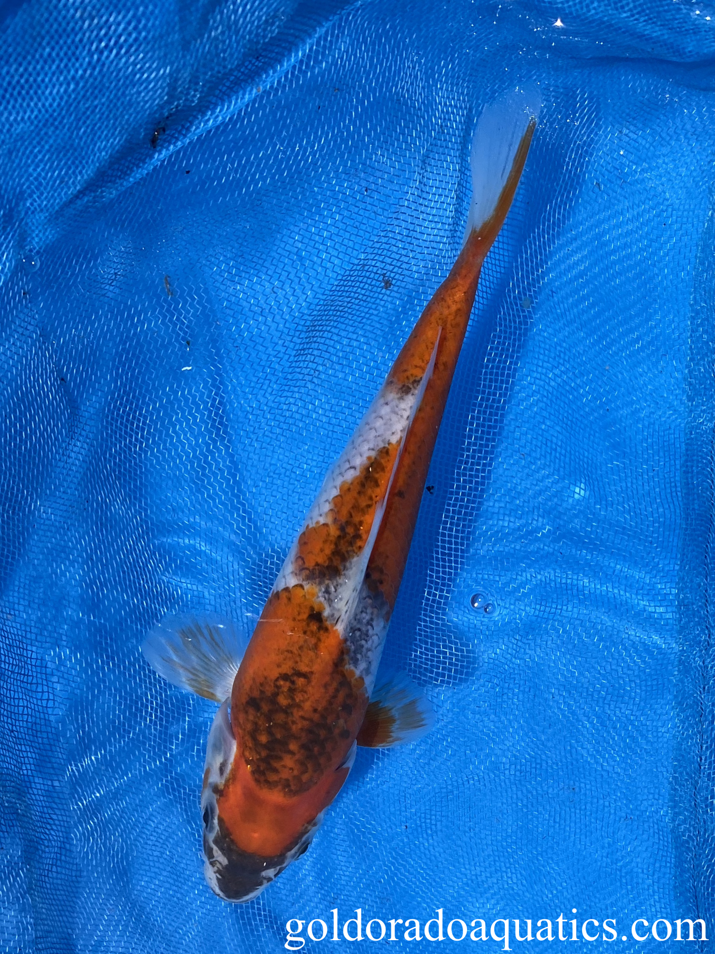 goshiki koi fish 7 inch