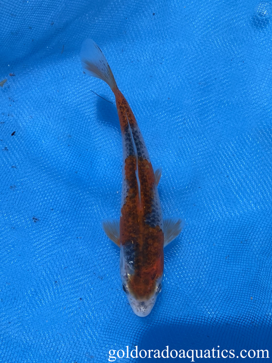 A goshiki koi fish.