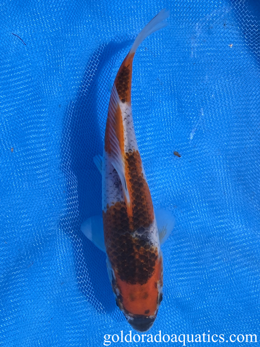 Goshiki 7 inch koi fish