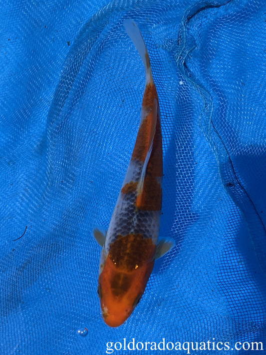 Goshiki 5" Koi Fish