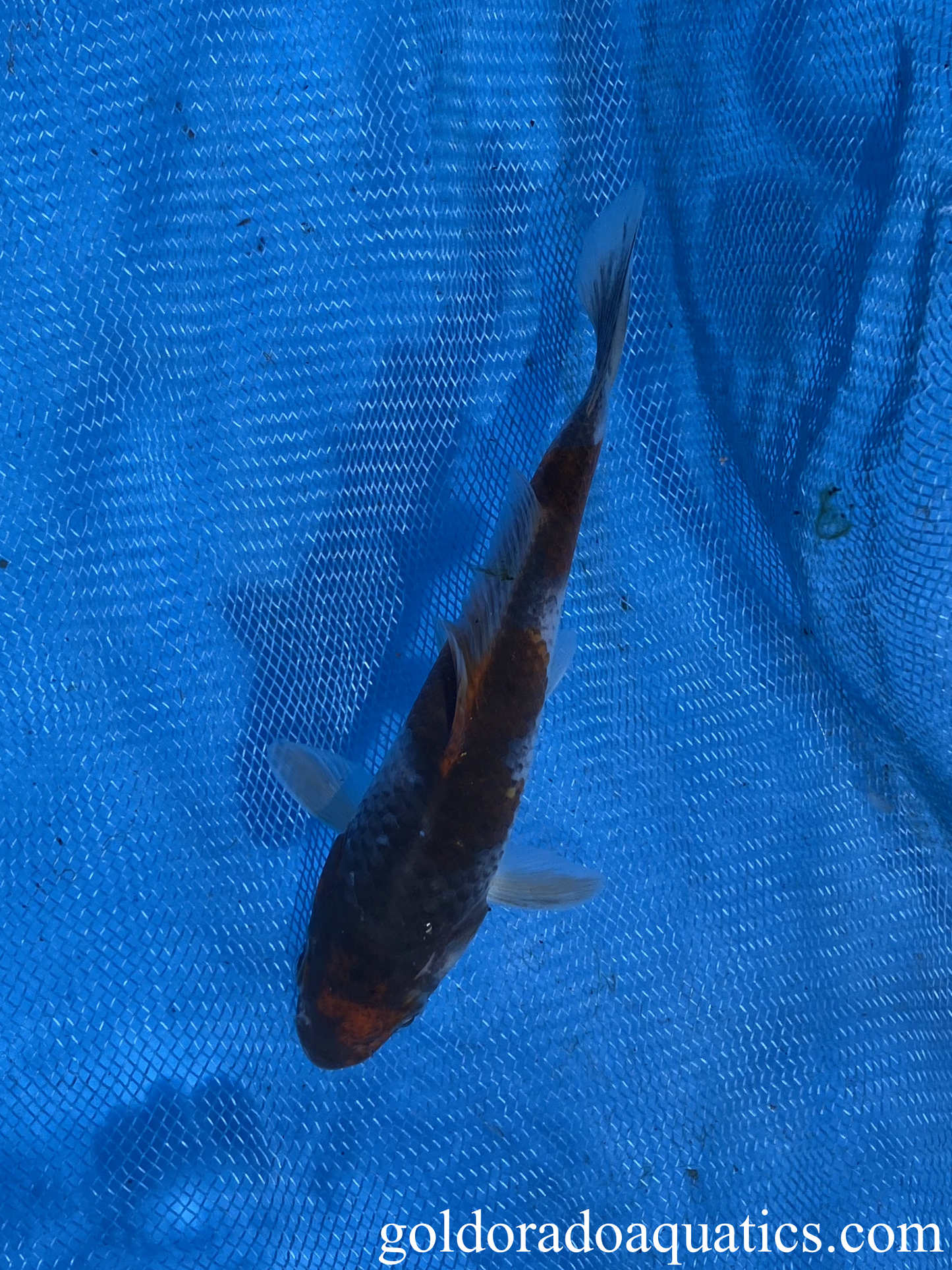 Goshiki Koi Fish