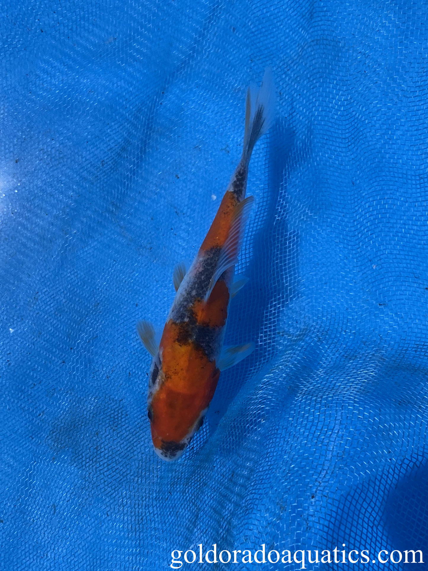 Goshiki koi fish.