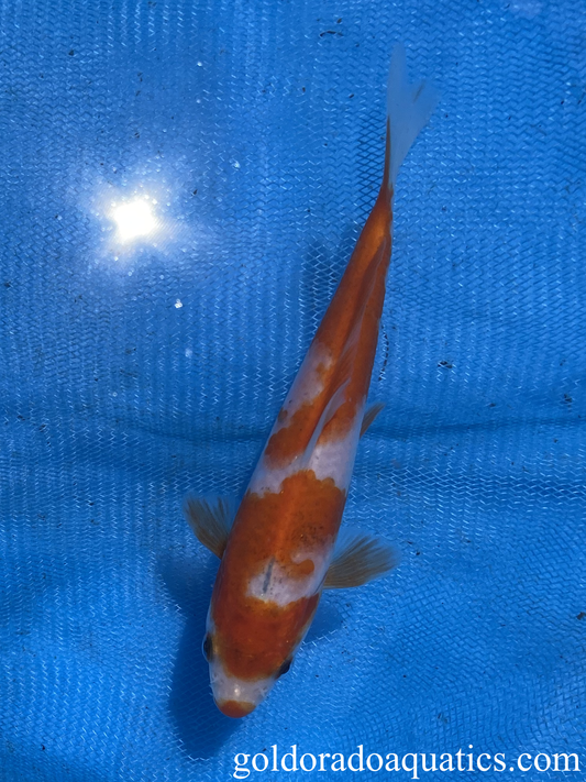 goshiki koi carp