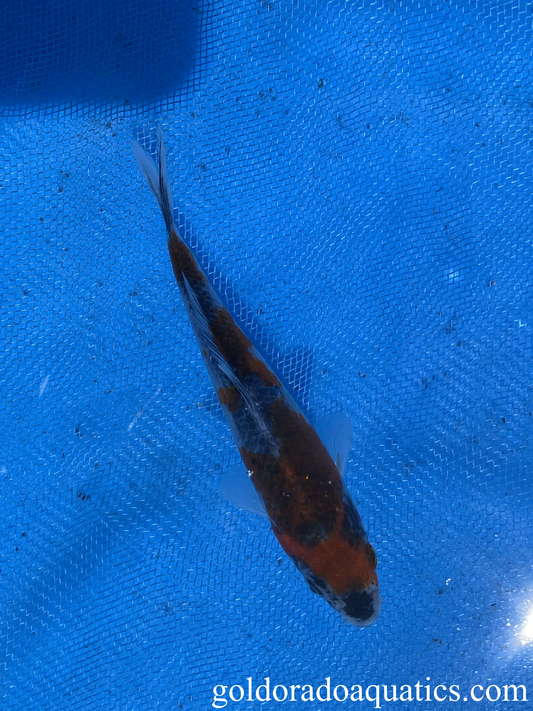 Goshiki 4 inch Koi Fish