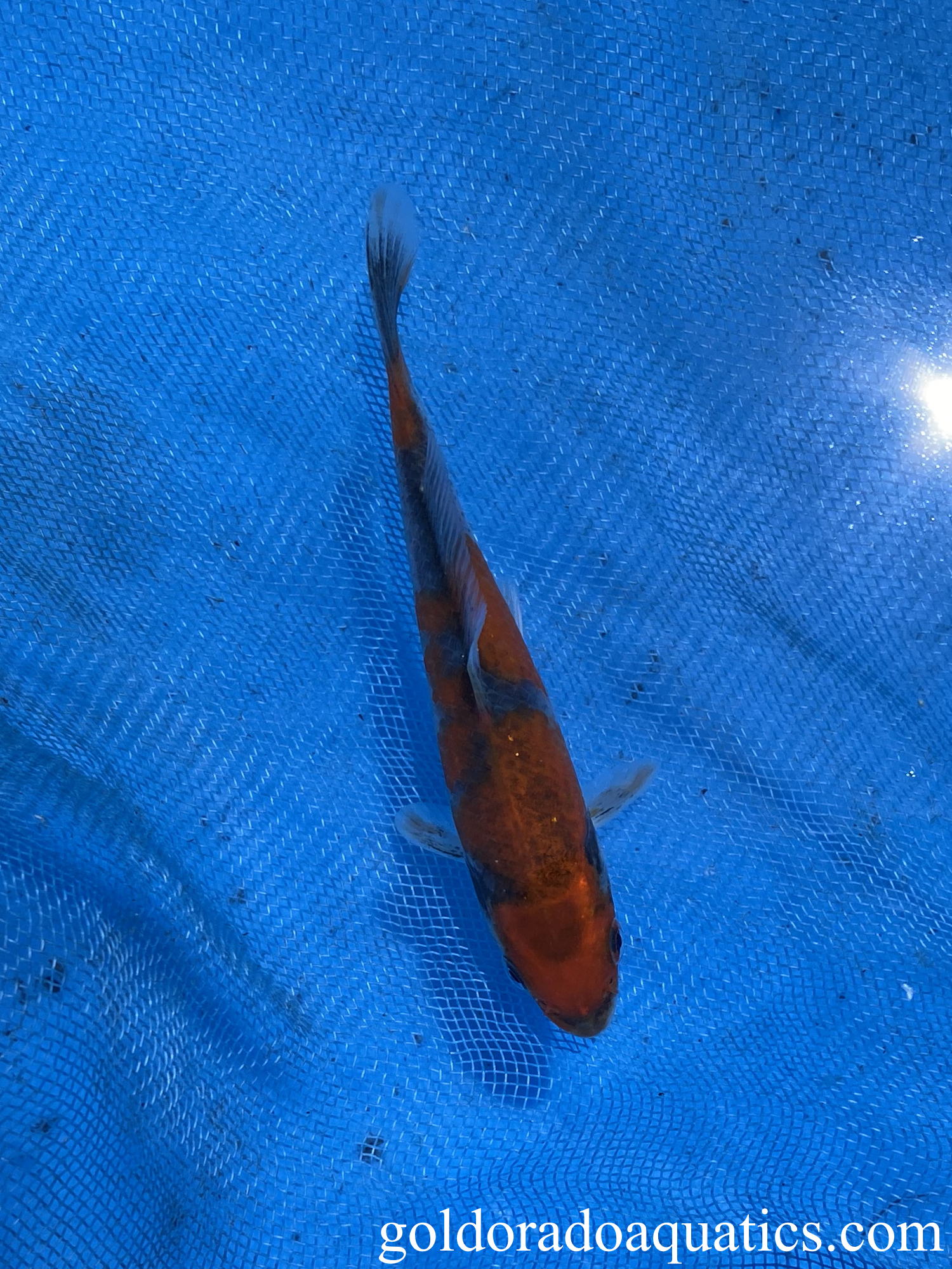 Goshiki Koi Fish Carp