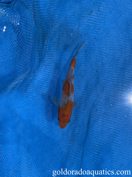 Goshiki 3 inch Koi Carp