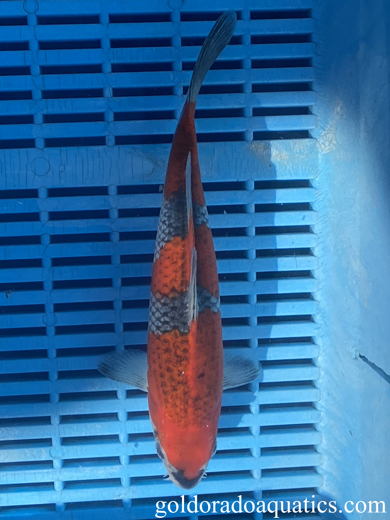 A goshiki koi fish.