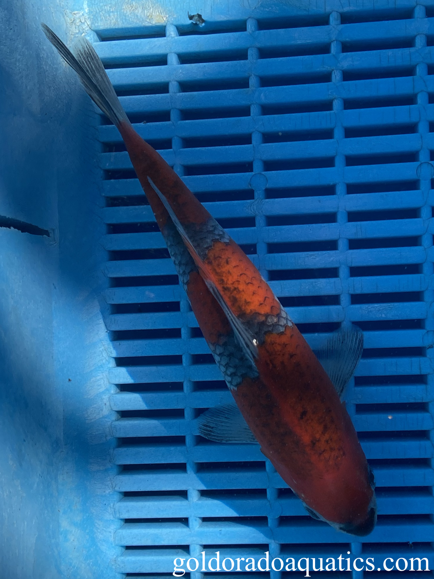 A goshiki koi fish.