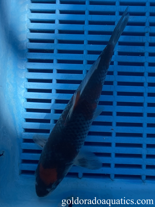 A goshiki koi fish.