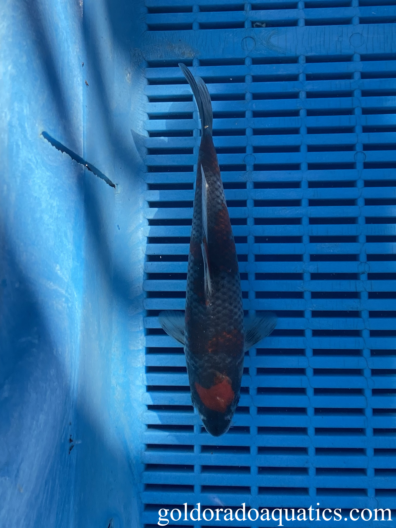 A goshiki koi fish.