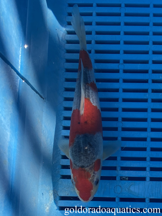 A goshiki koi fish.