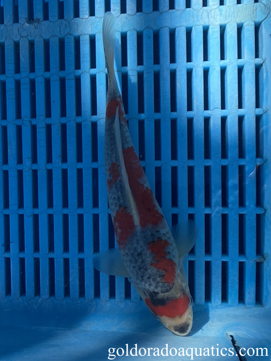 A goshiki koi fish with slight gill curling.