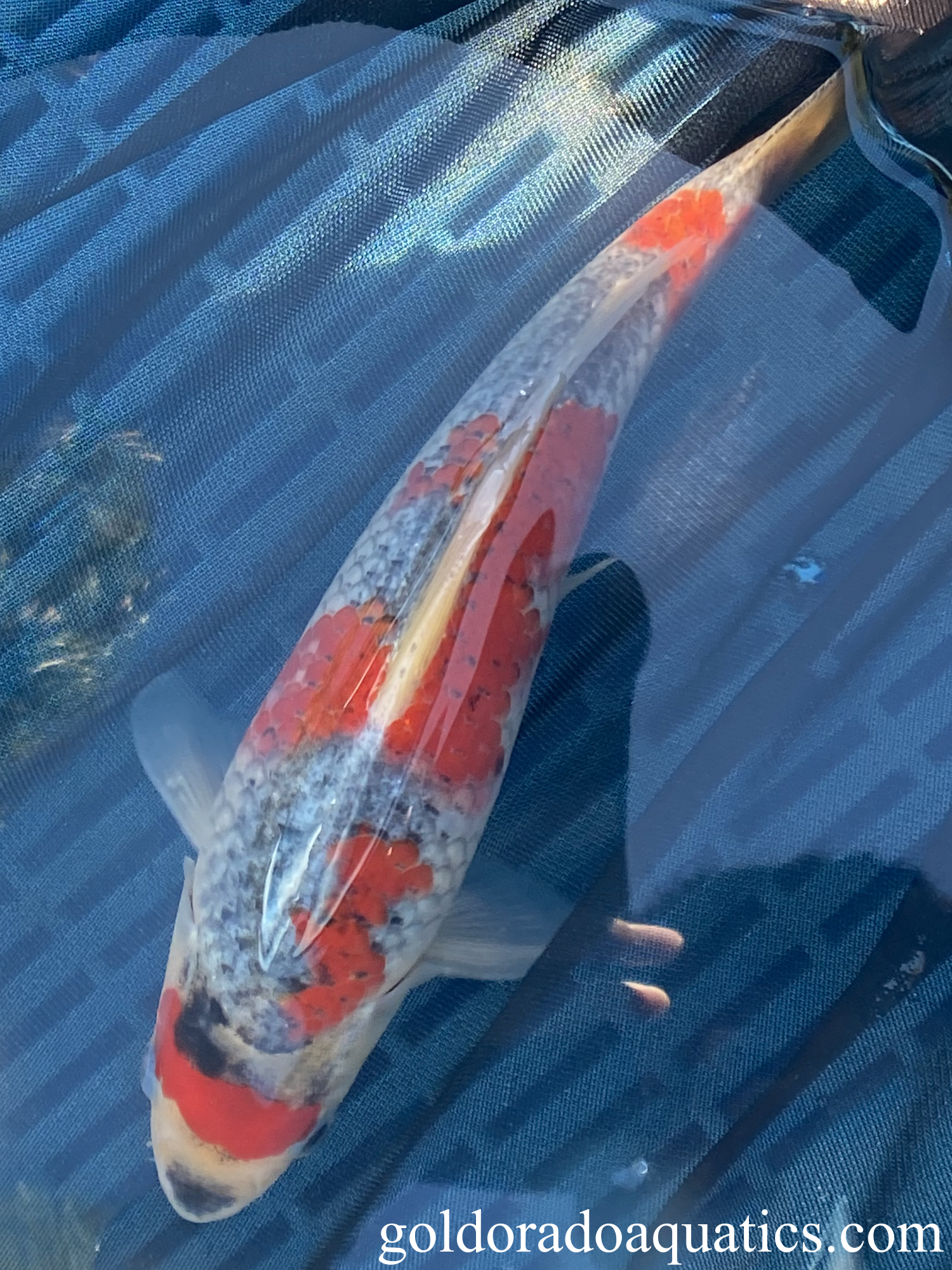 A goshiki koi fish with slight gill curling.