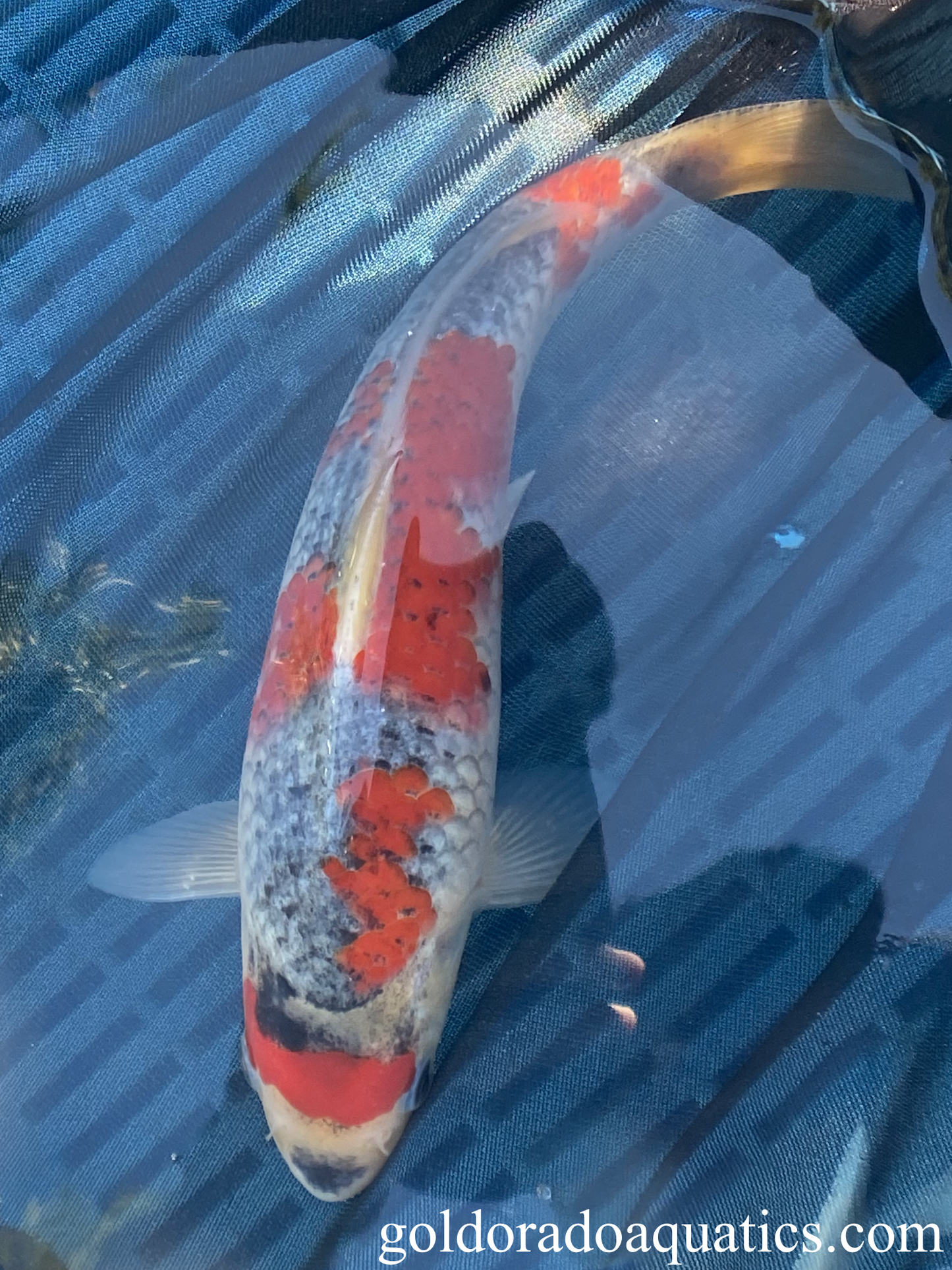 A goshiki koi fish with slight gill curling.