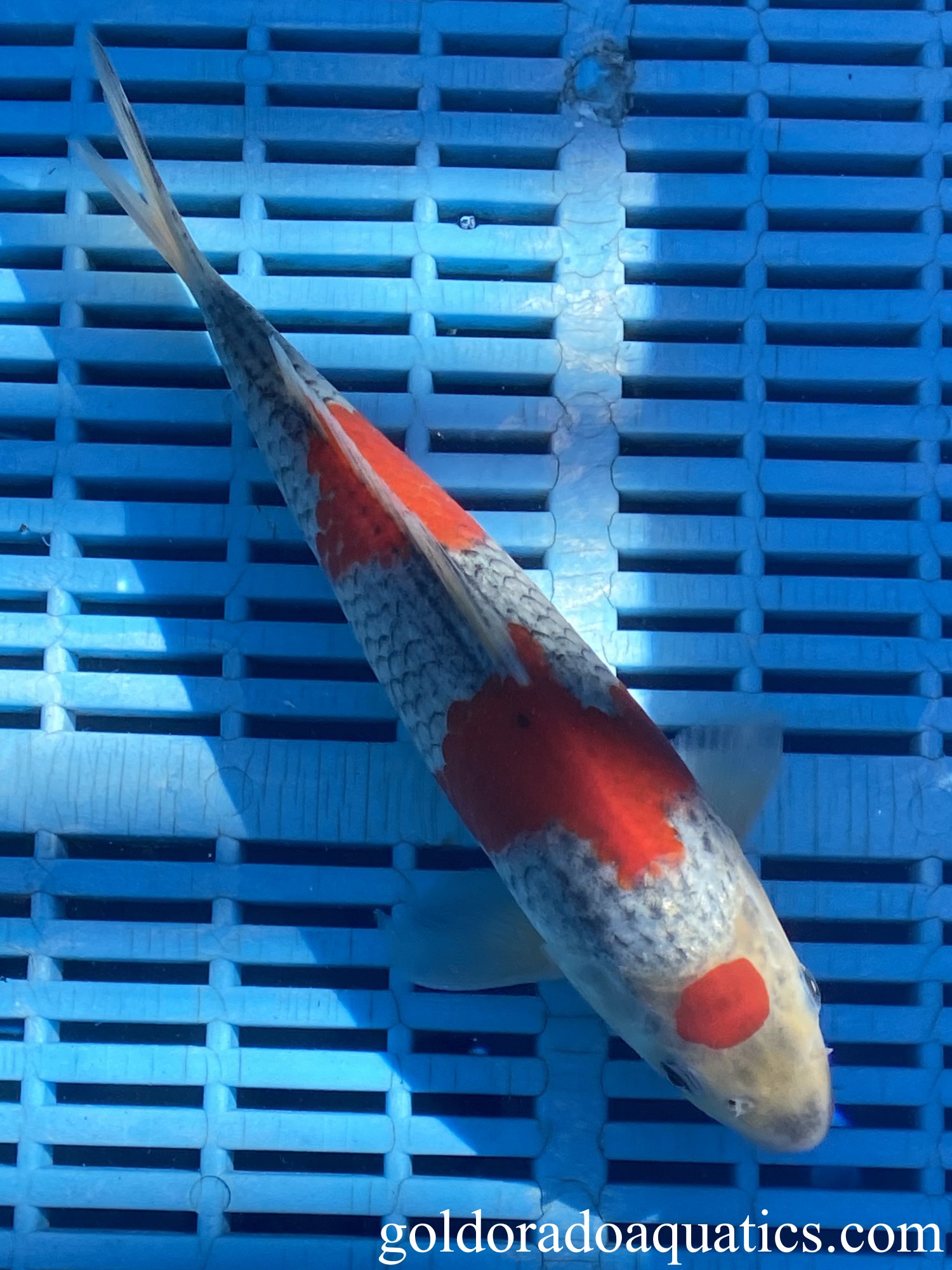 A goshiki koi fish.