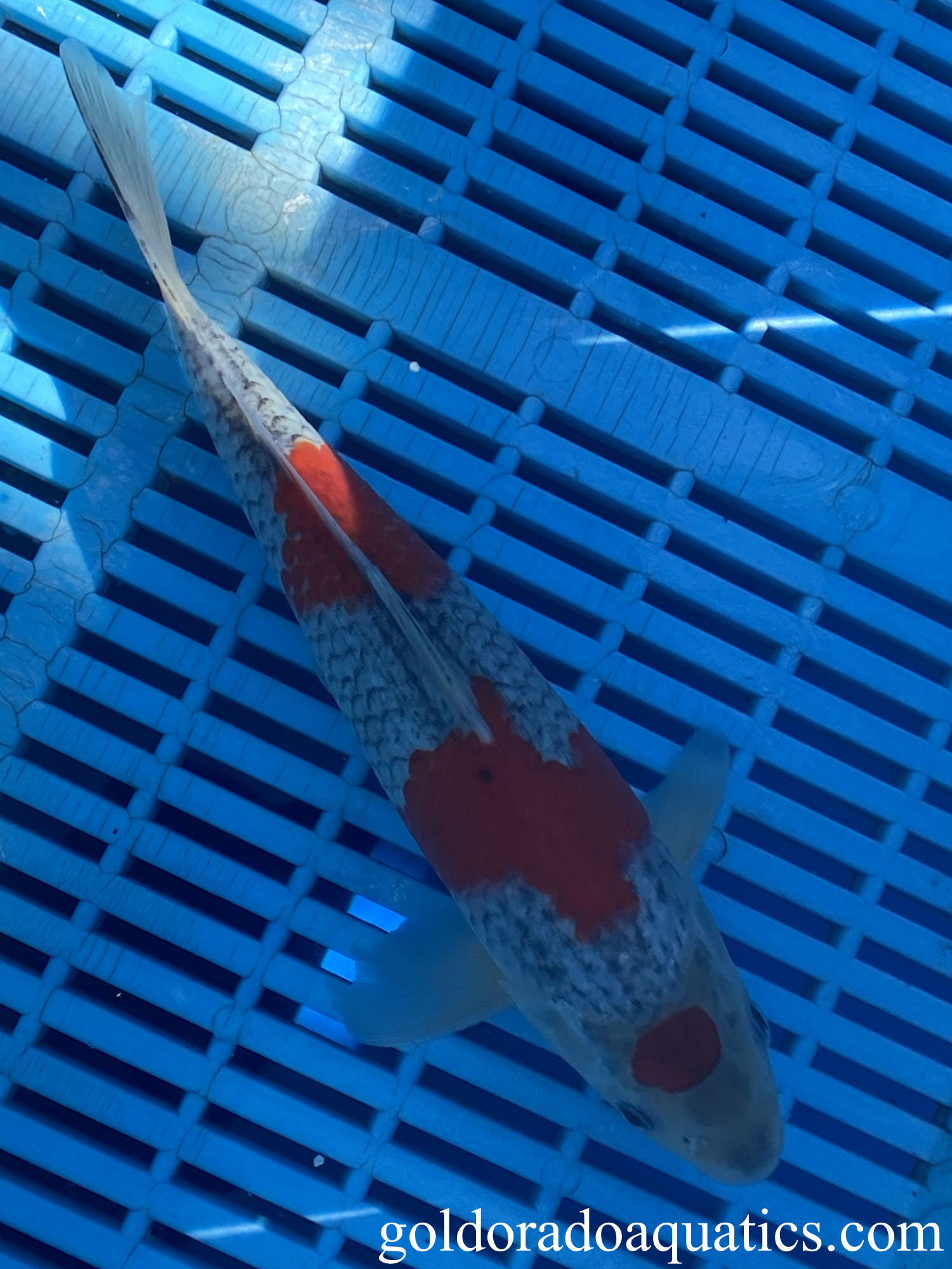 A goshiki koi fish.