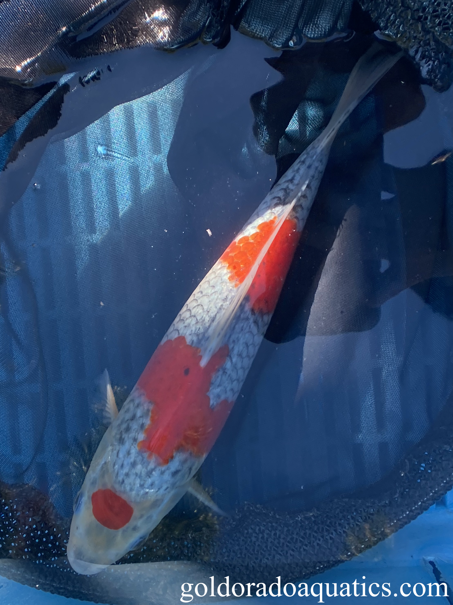 A goshiki koi fish.