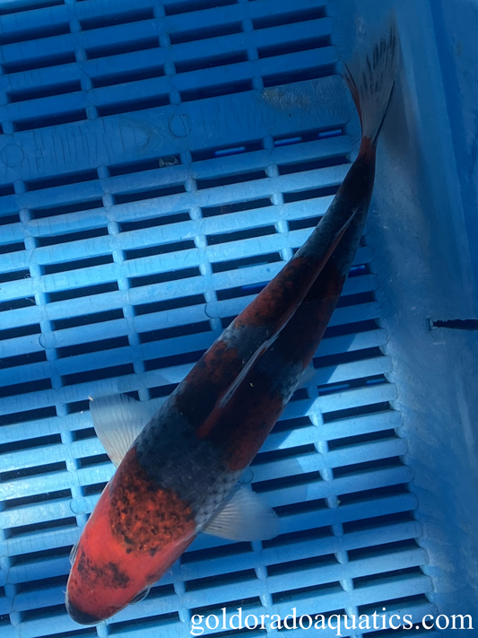 A Goshiki koi fish.