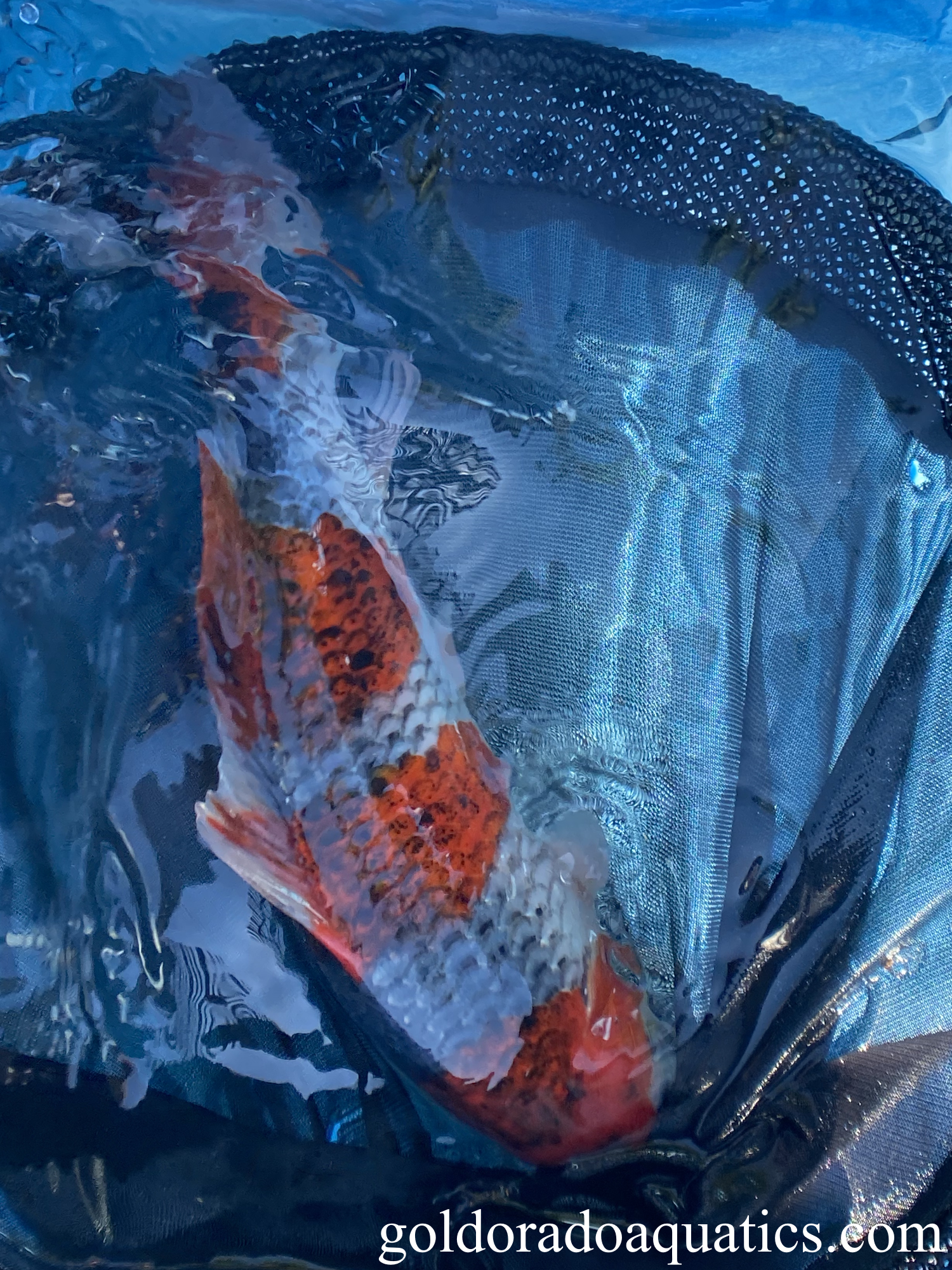 A Goshiki koi fish.