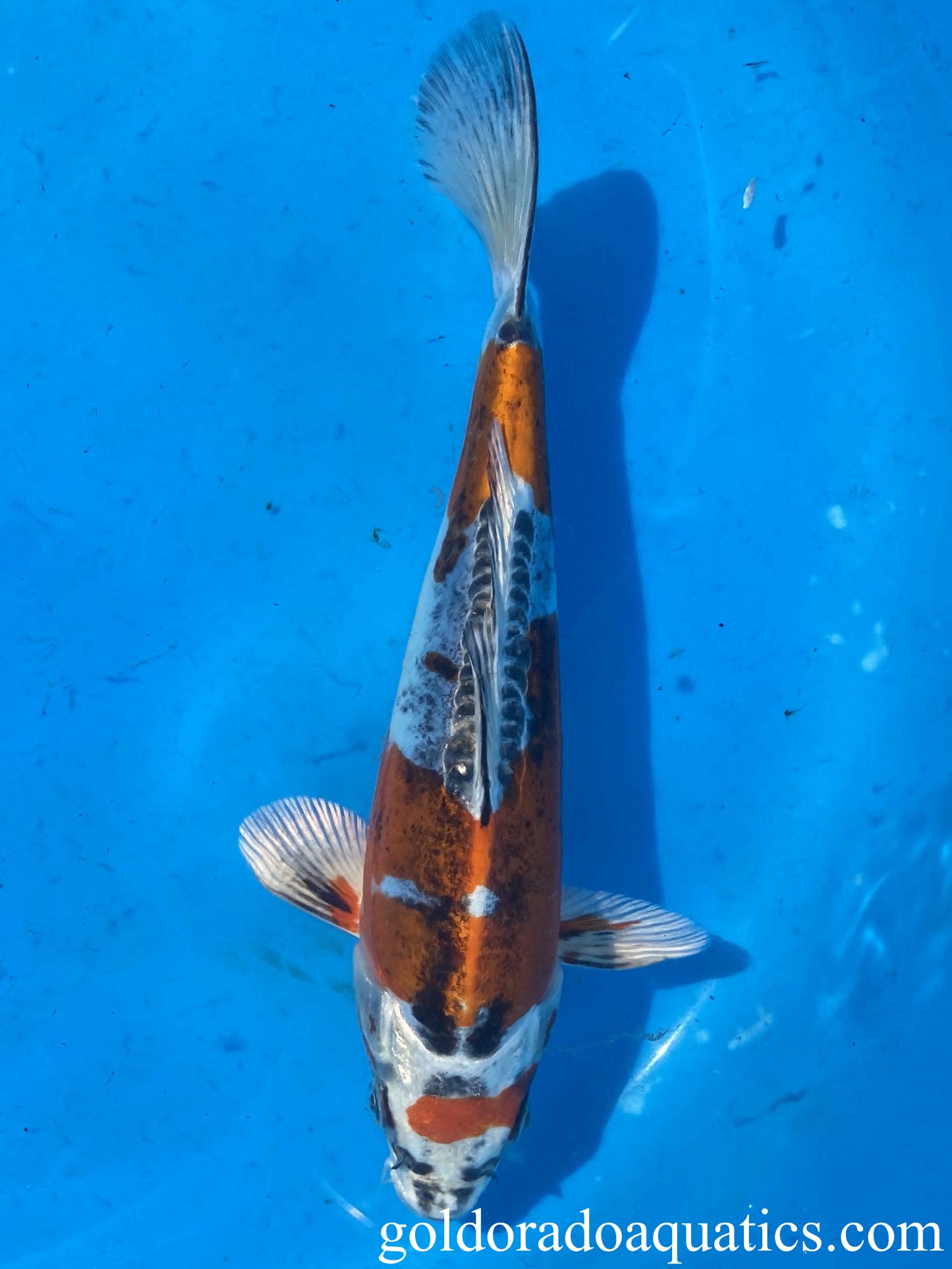 Image of a Kin Kikokuryu koi fish. A metallic scaleless tri colored koi fish consisting of red, black, and white.