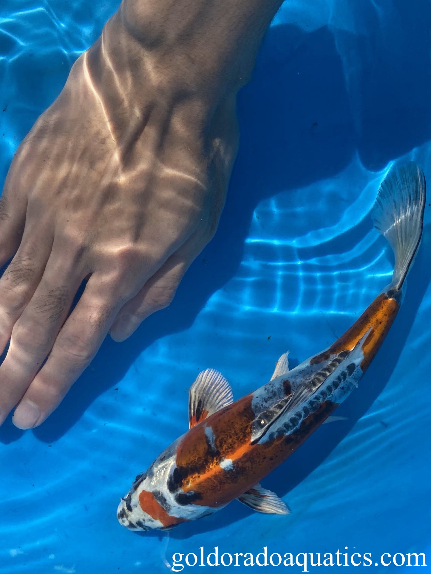 Image of a Kin Kikokuryu koi fish. A metallic scaleless tri colored koi fish consisting of red, black, and white.