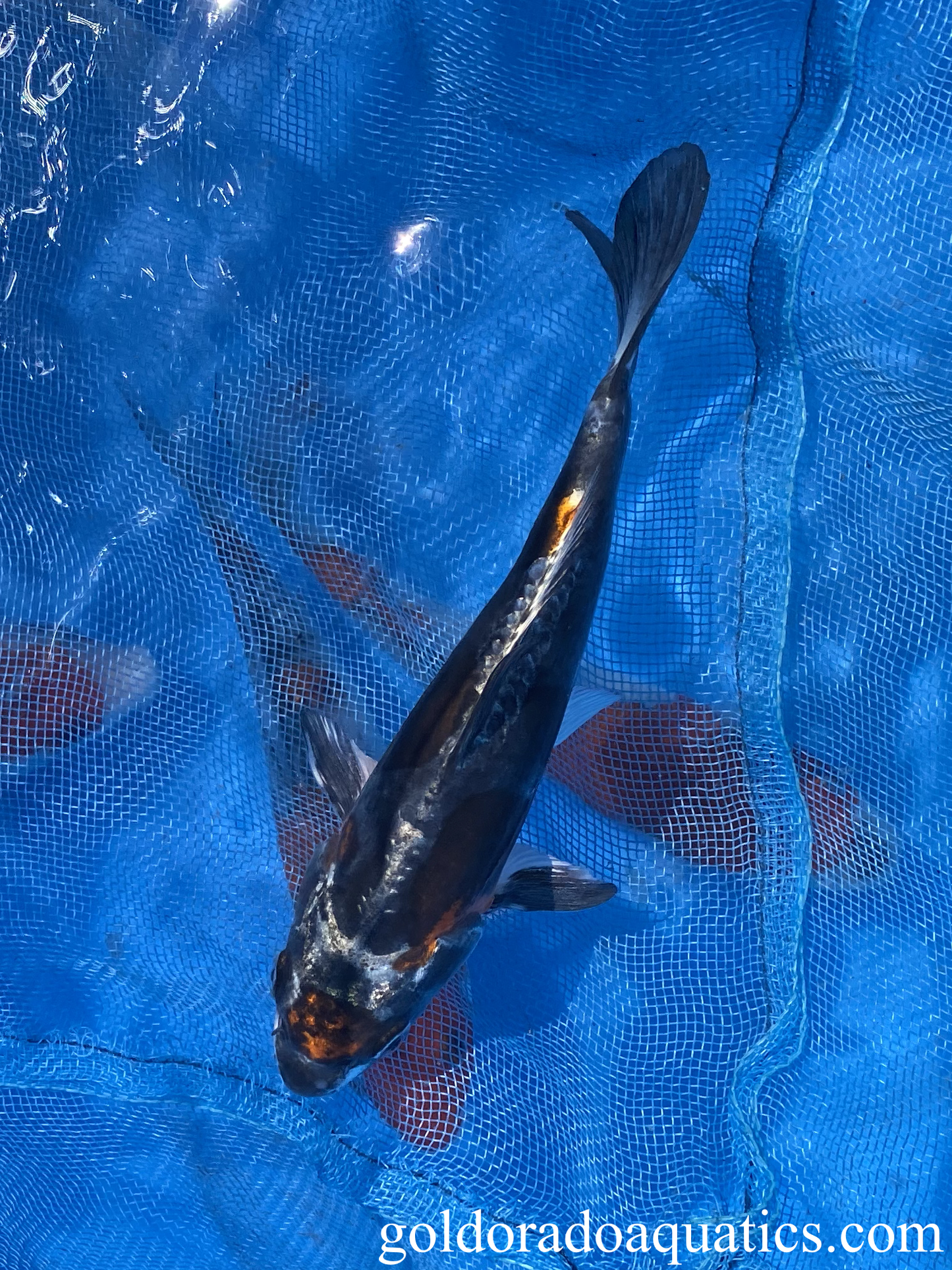 Kin Kikokuryu Koi Fish with deep black color.