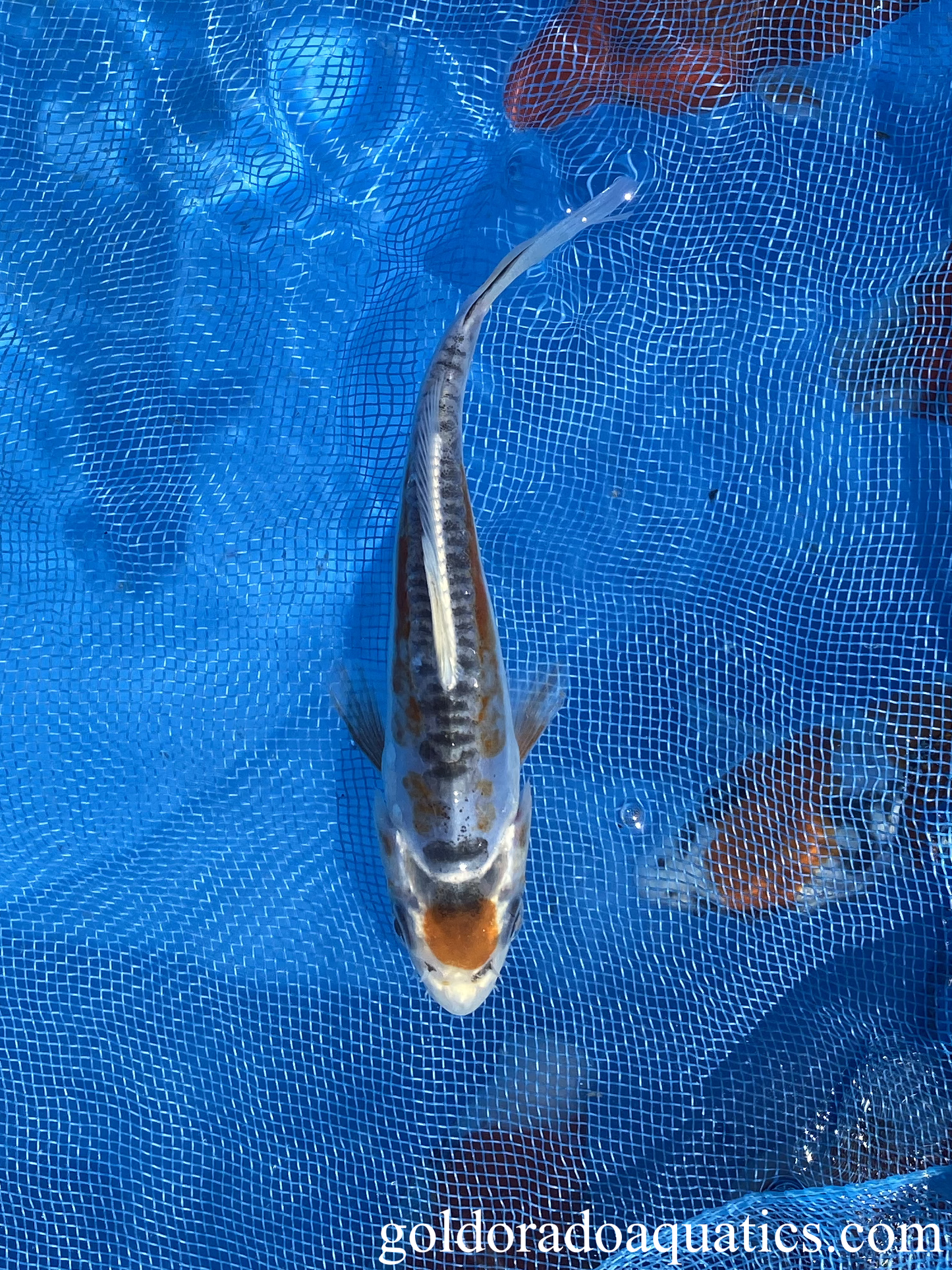 Image of a Tancho Kikokuryu koi fish. A metallic scaleless black and white colored koi fish.