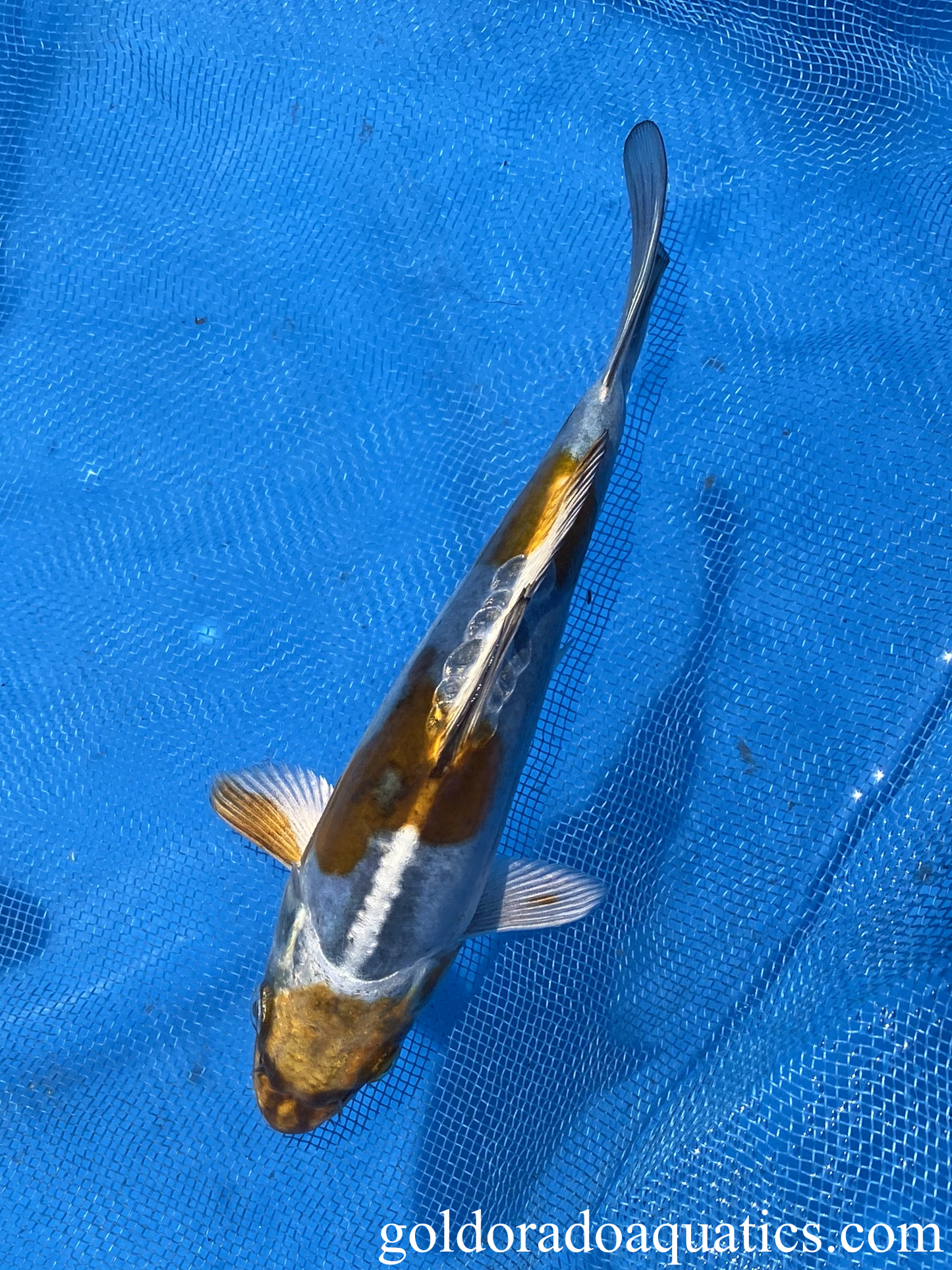 Image of a Kikokuryu koi fish. A metallic scaleless black and white colored koi fish.