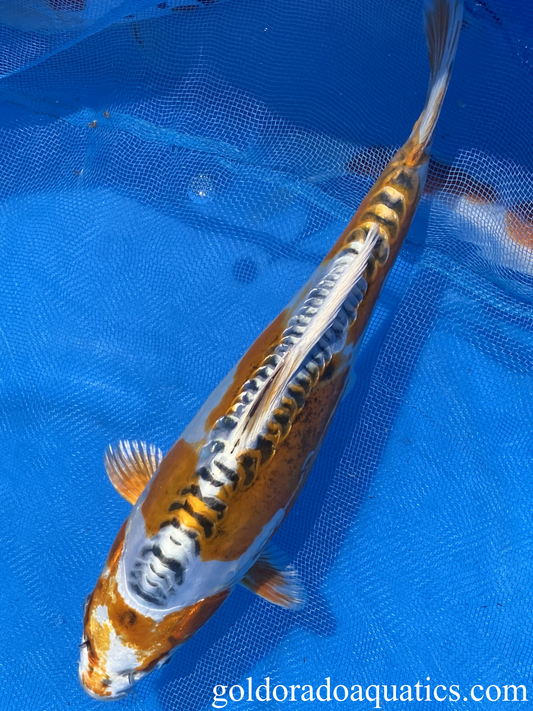 11 inch Kin Kikokuryu koi fish