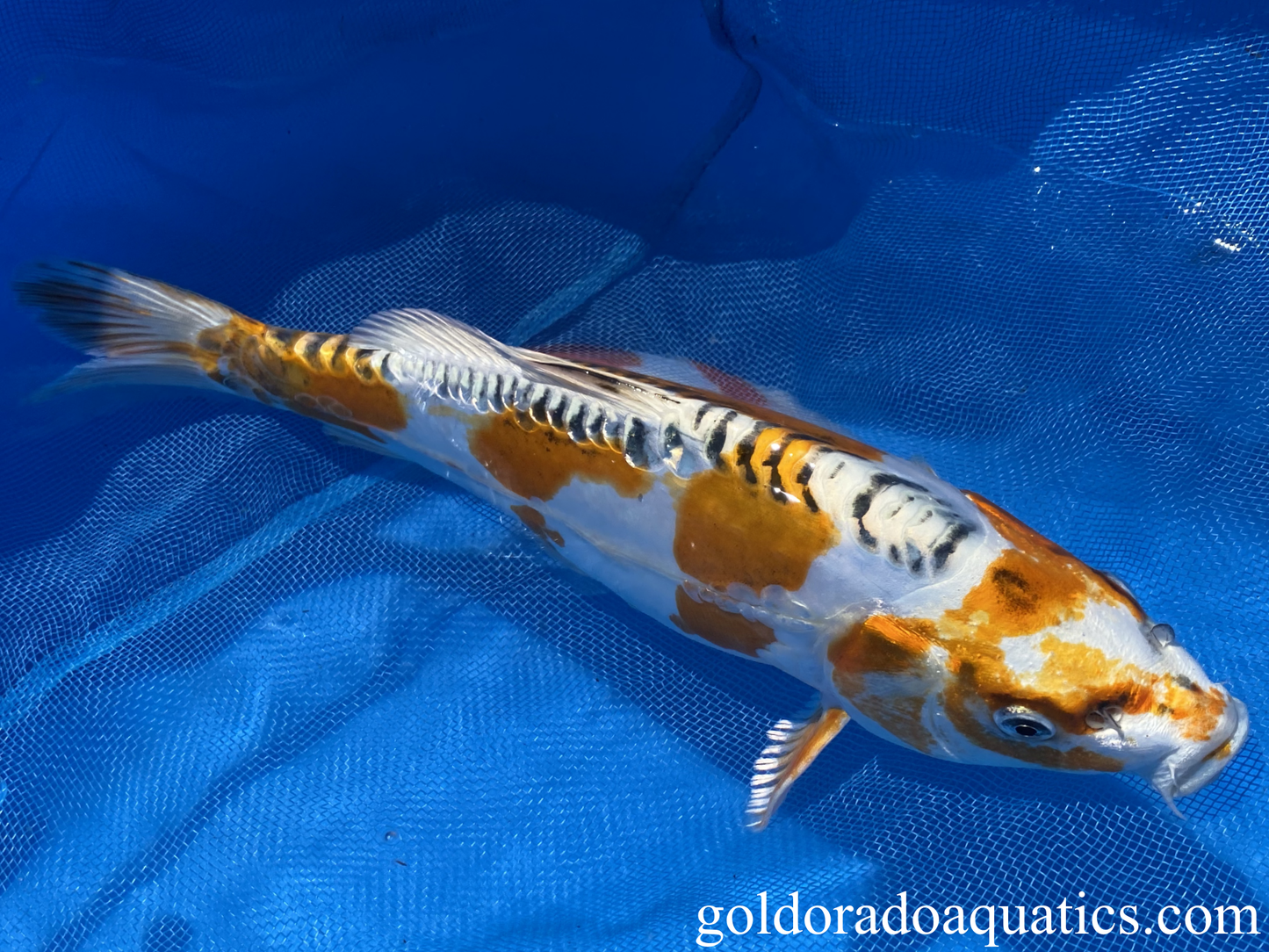 11" kin kikokuryu koi fish for side view