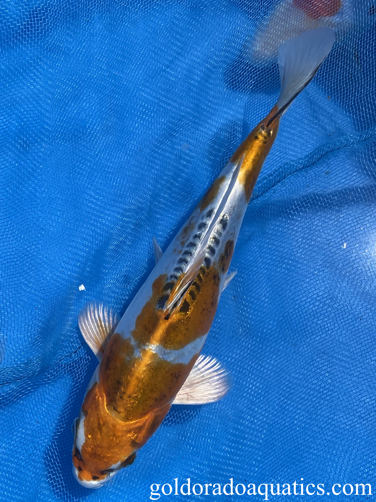 9 inch Kin Kikokuryu koi fish