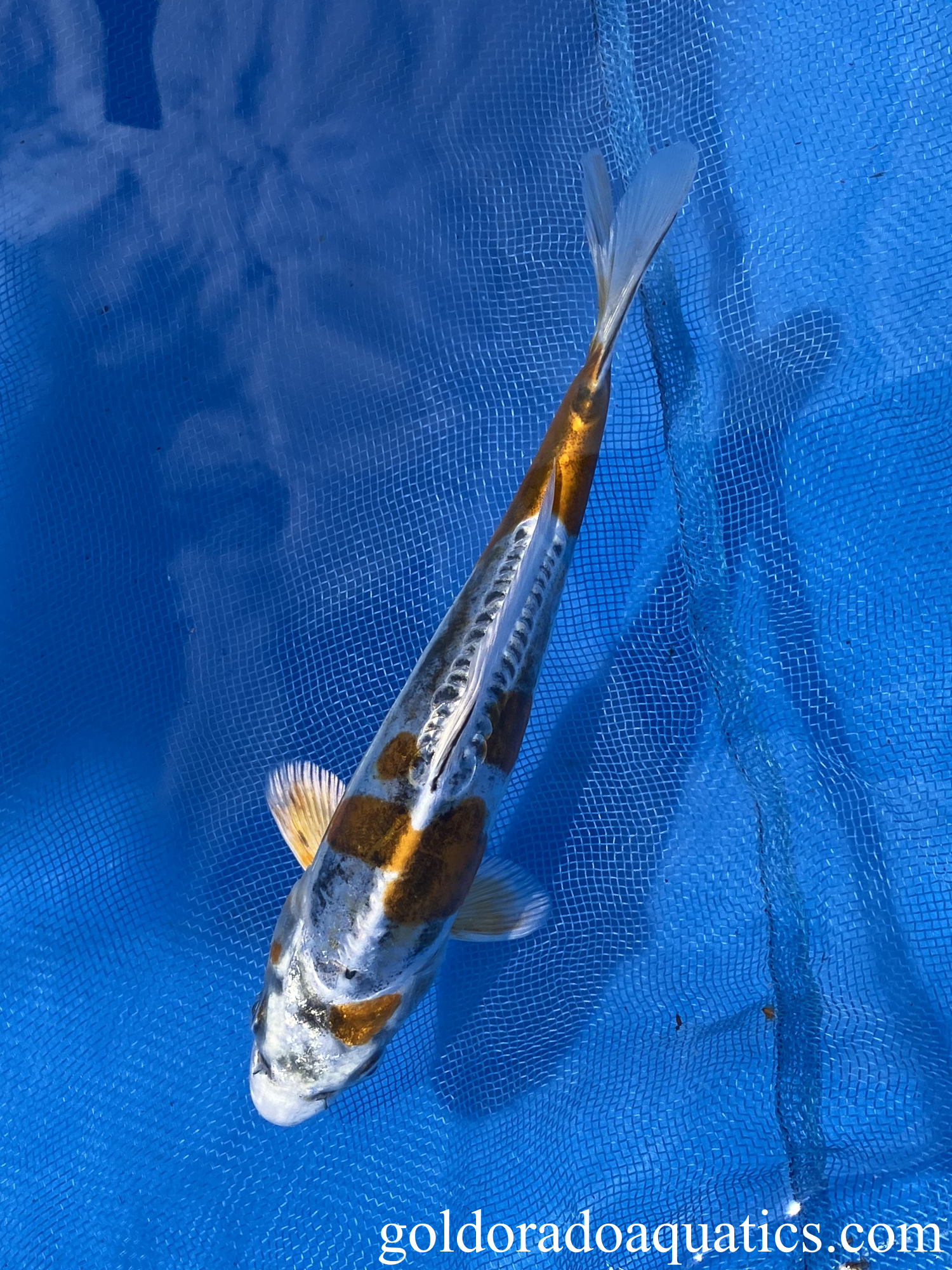 kin kikokuryu 7 inch koi fish