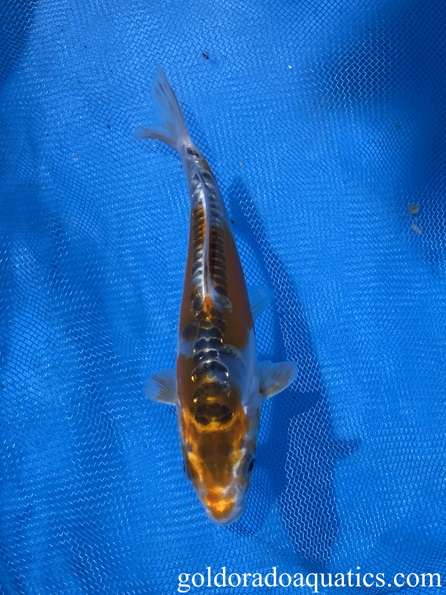 kin kikokuryu 6 inch koi fish