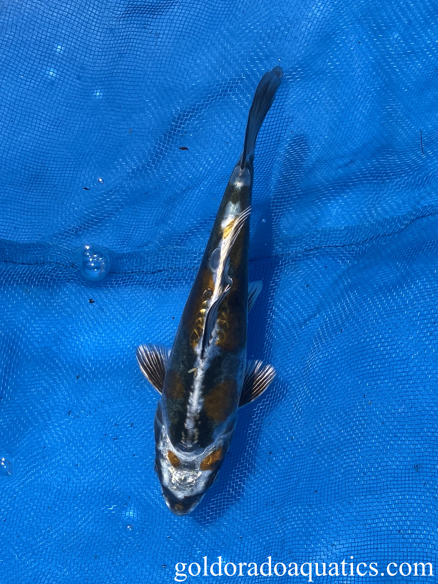 kin kikokuryu 7" koi fish