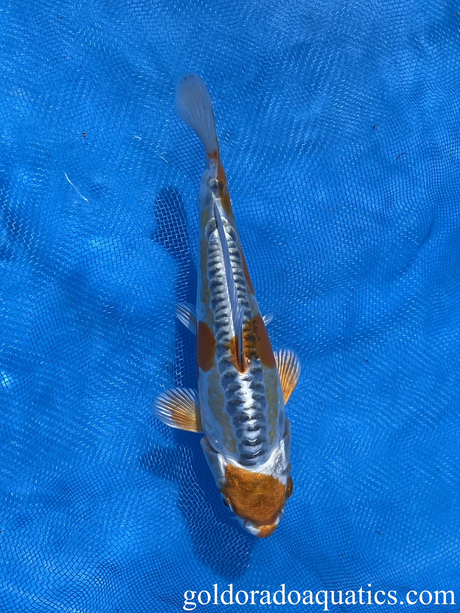 6 inch kikokuryu koi fish