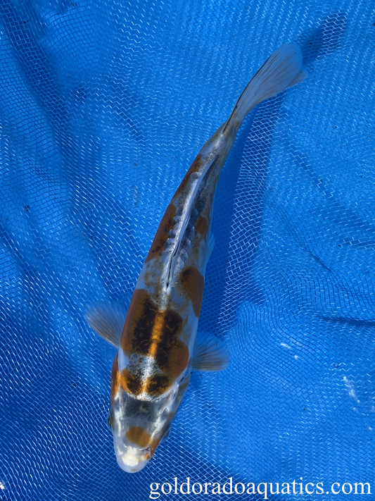 Kin Kikokuryu 6 inch koi carp