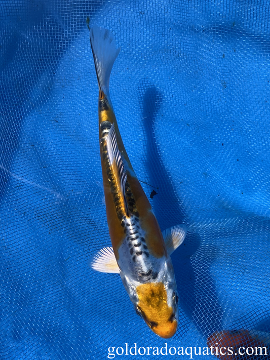 kin kikokuryu 6 inch koi