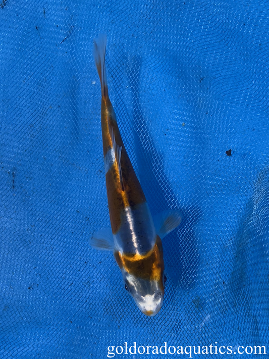 kin kikokuryu 5 inch koi carp