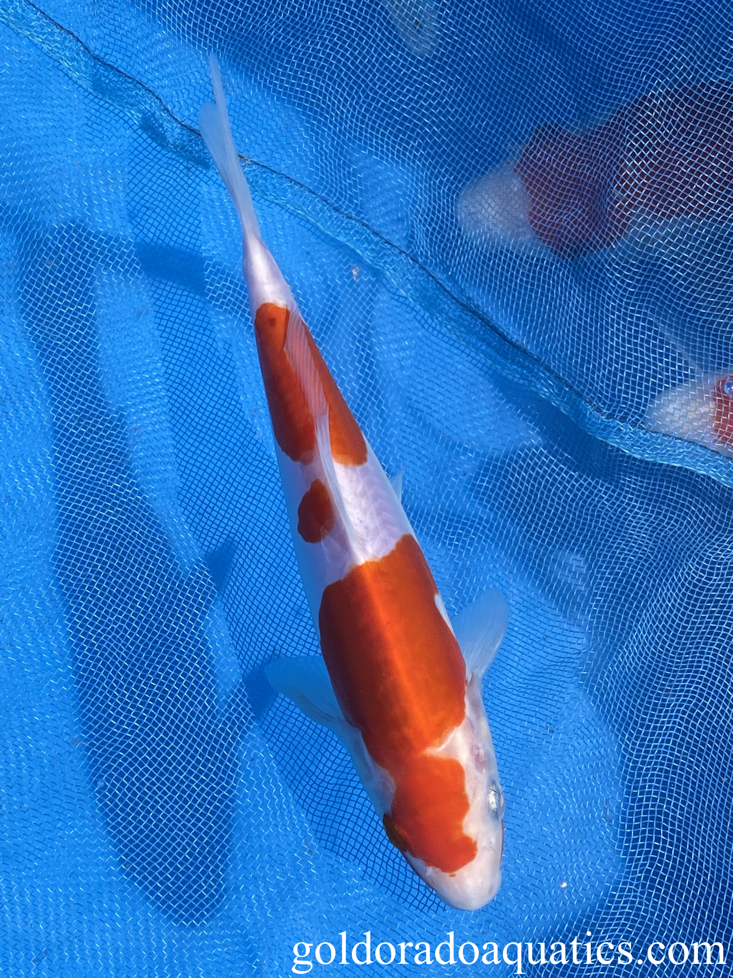 Image of a Kohaku koi fish. A fish consisting of a white base with red patterns and scaleless skin.