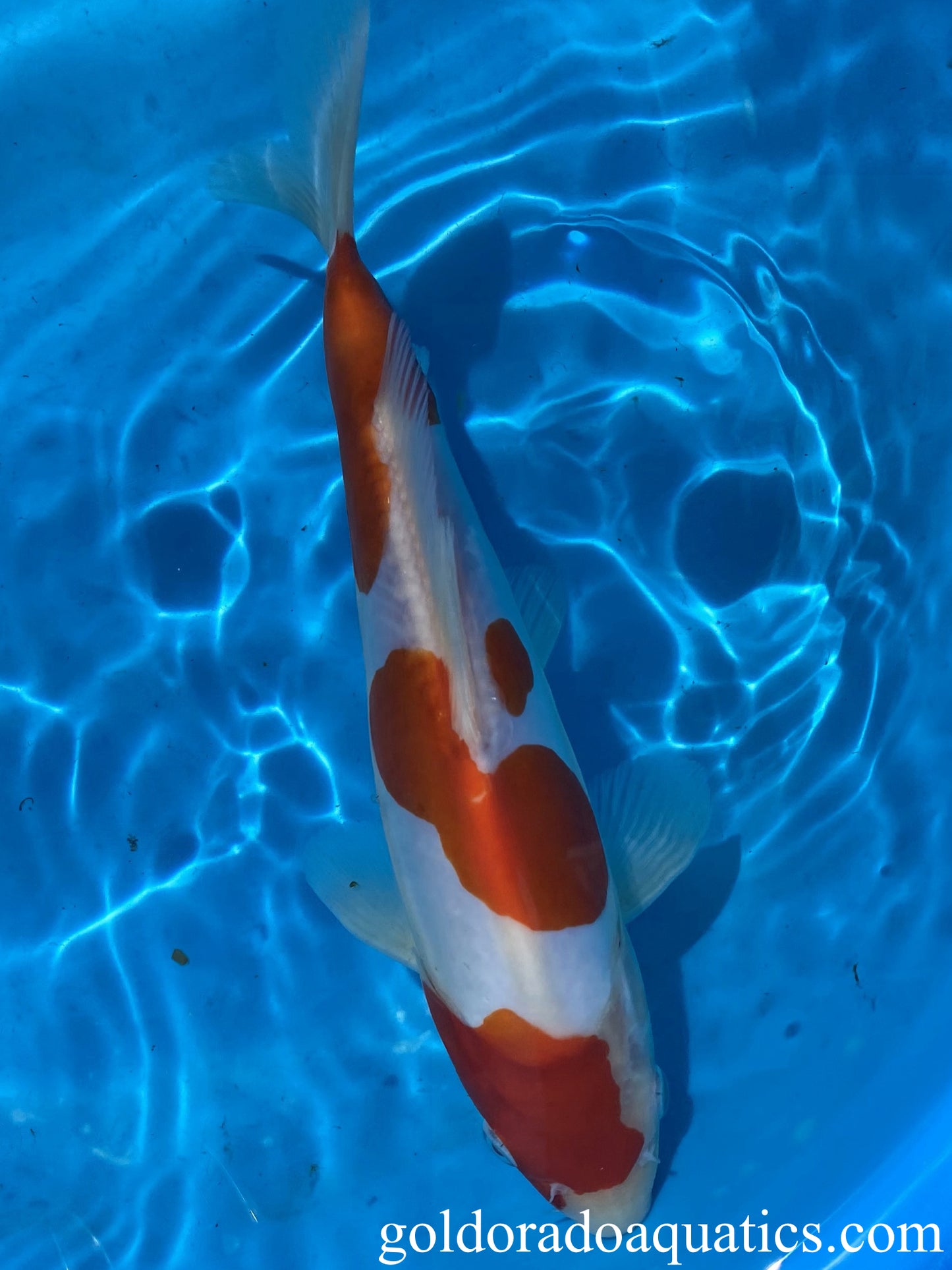 Image of a Kohaku koi fish. A fish consisting of a white base with red patterns and scaleless skin.