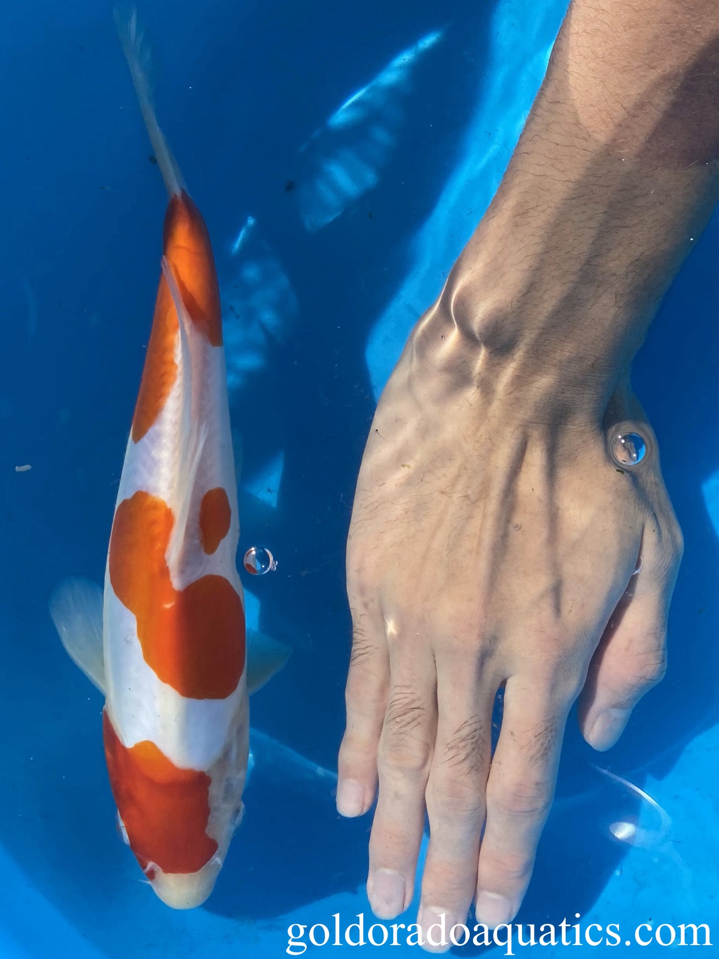 Doitsu Kohaku Koi Fish with Hand for scale.