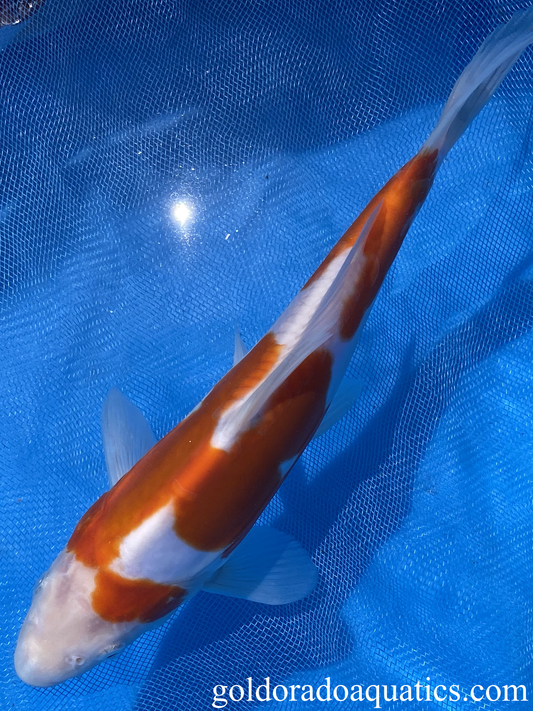 Doitsu Kohaku 9 inch kohaku