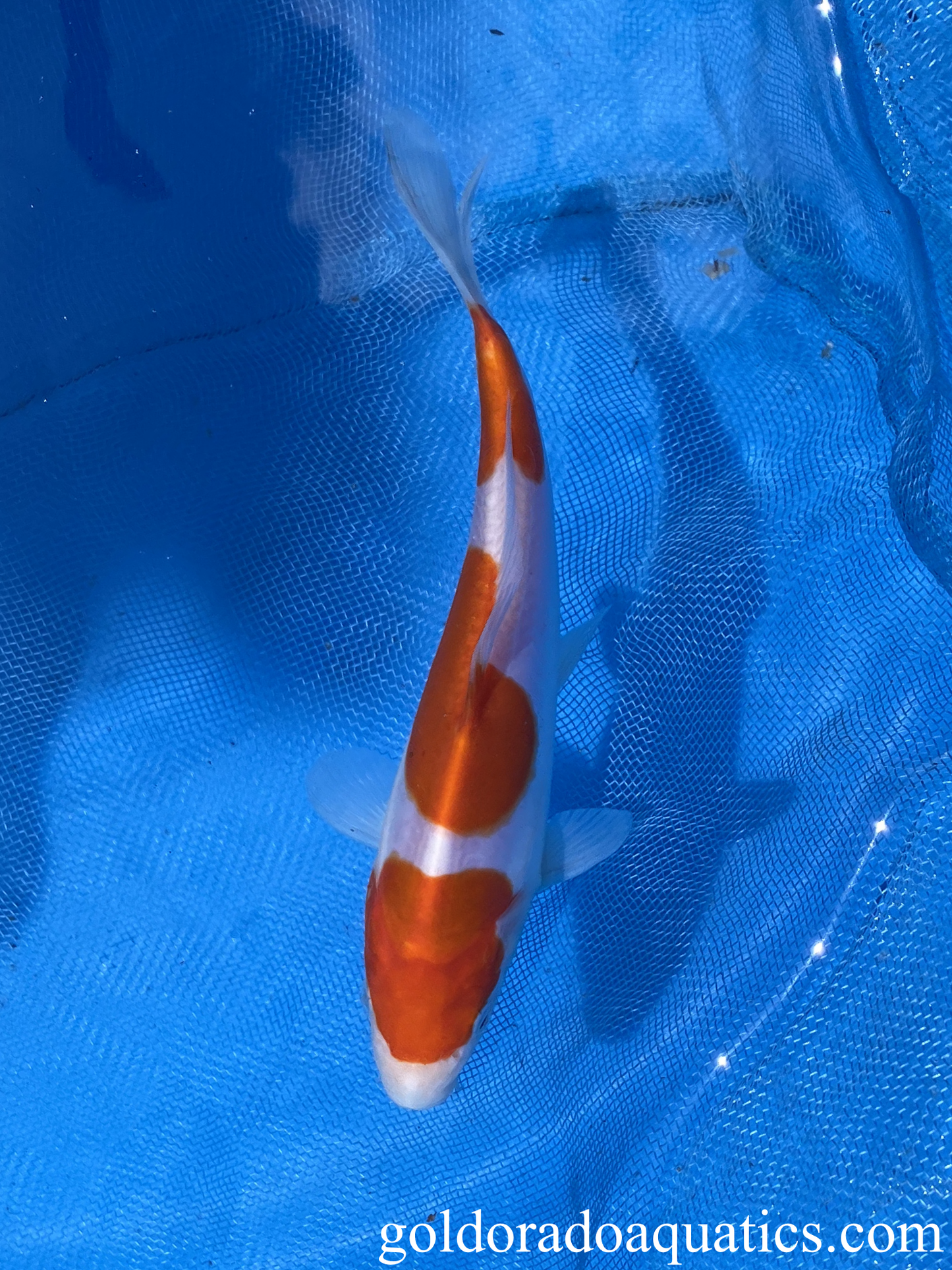 Kohaku Doitsu 7" koi fish