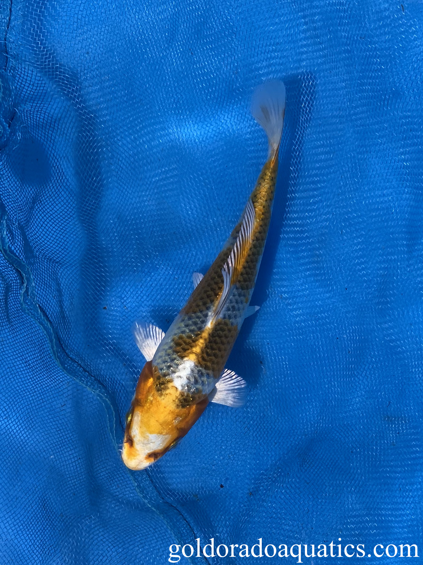 Kujaku 7 inch koi fish