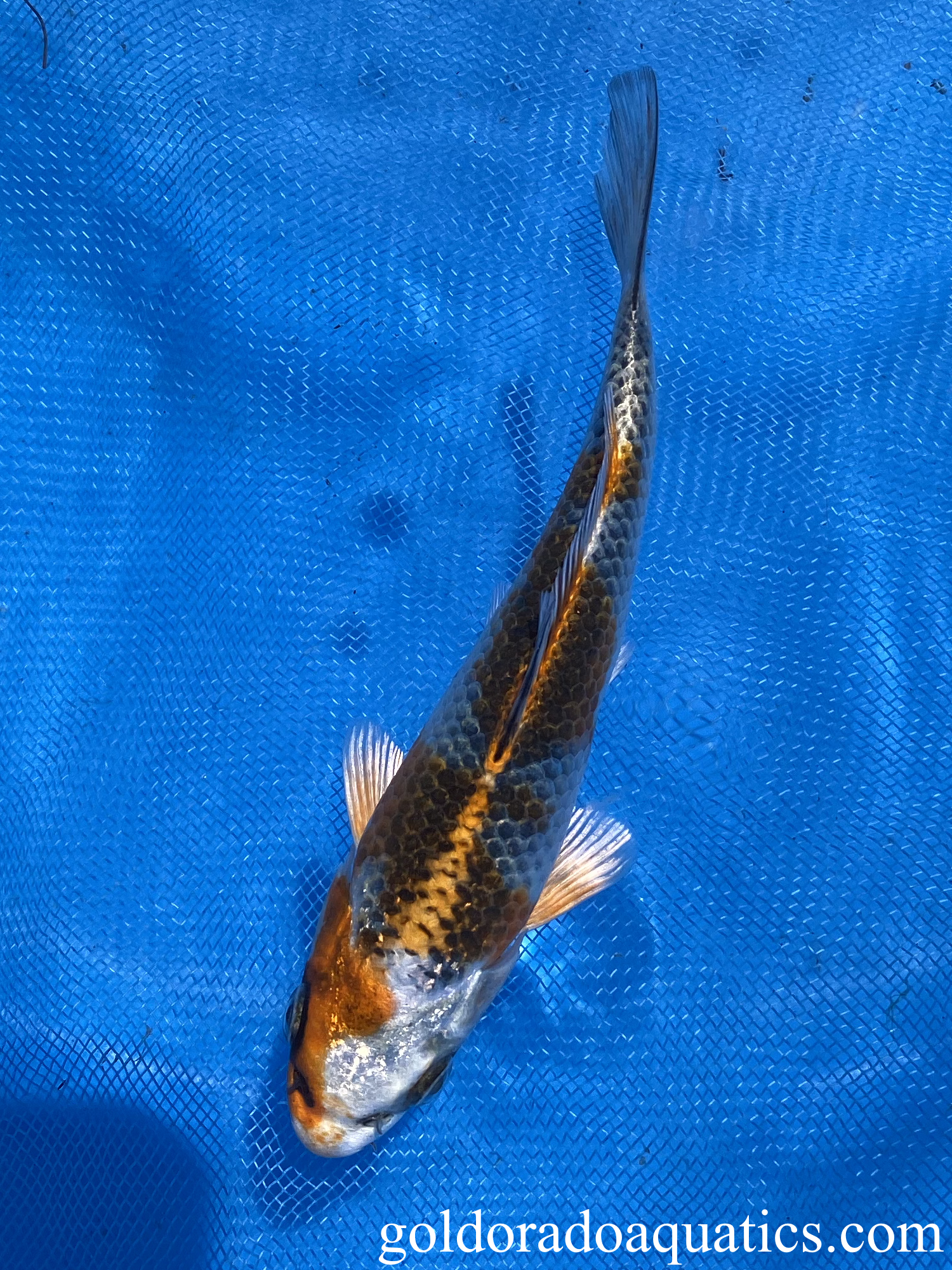 kujaku 6 inch koi fish