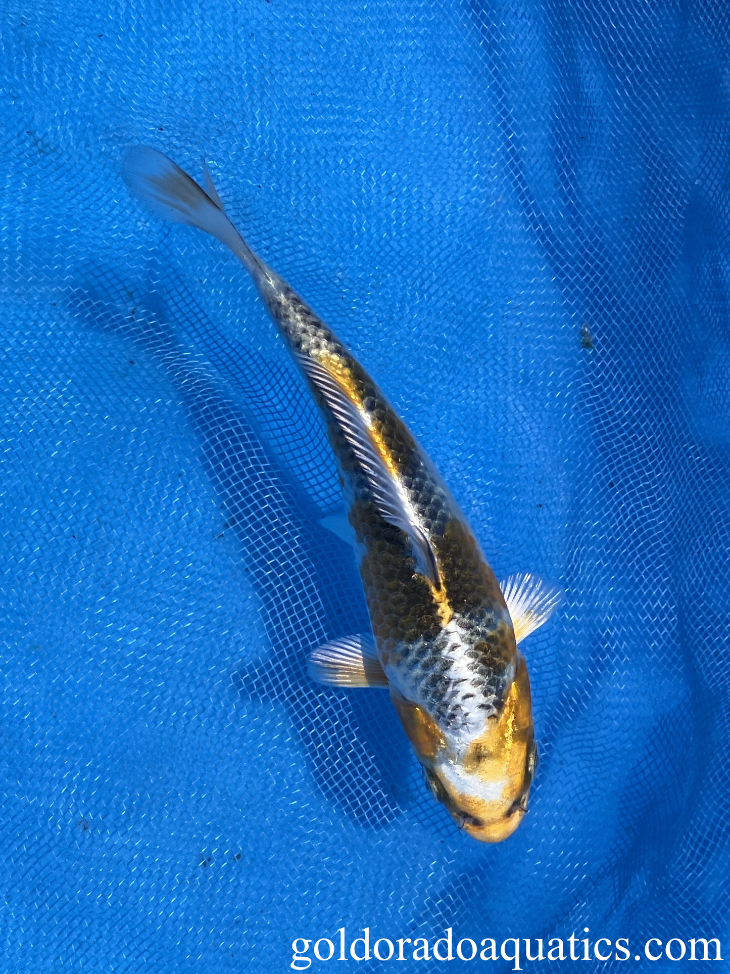 kujaku koi fish for sale